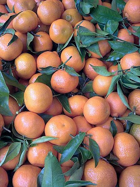 柑橘系を美味しく食べるレシピも沢山！