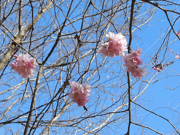これはフランスの桜。八重桜のような花です。意外と早かった（？）今年の春到来です。