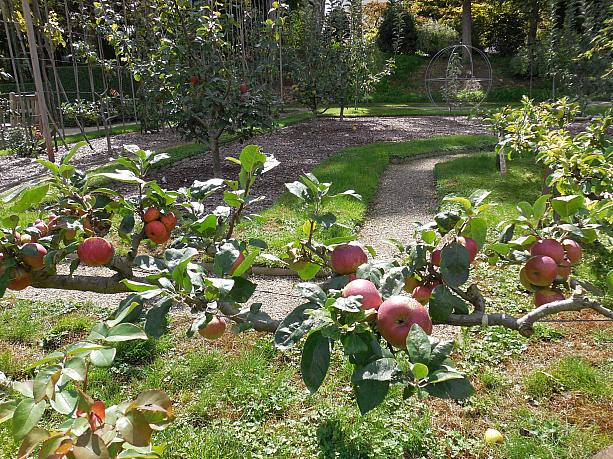 他にもイギリス式、フランス式庭園に果樹園も。りんごの木がたくさん実をつけていましたよ。