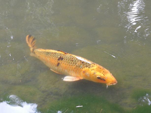 池の錦鯉はとにかく大きくて色とりどり。日本でもこんなに立派な鯉はそうそうお目にかかれません。。。