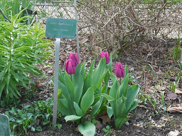 4月に入りましたね。植物園も春らしい様子になってきました。