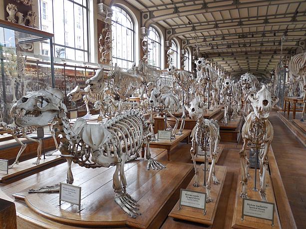幾つかある博物館のうち、ここは比較解剖学と古生物学のギャラリー。入った途端に動物の骨がずらーっ！