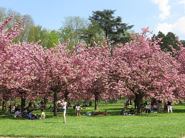 桜の下で皆さんピクニック。気温はまた平年並みに戻りそうなパリ、束の間の夏日を楽しんでいます。