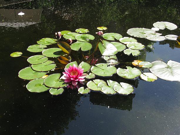 小さな池にひとつだけ咲いた睡蓮。