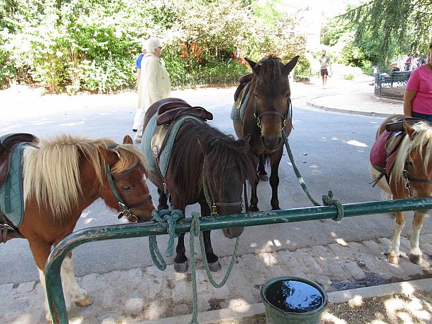 この公園ではポニーの乗馬ができます。常時このように数頭のポニーが待機していて、子どもたちを乗せて散歩してくれるのです。