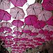 たくさんの傘・傘・傘！！アンブレラ・スカイという恒例のプロジェクトです。今年はピンクで統一。