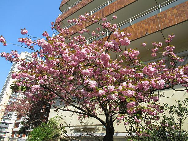桜の花が開花していました。この外出制限は4月15日まで延長されています。この先もどうなっていくのか、まだ予断を許さない状態です。