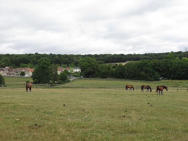 よく見ると馬の群れが・・・。放し飼いの牧場のようです。