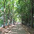 パリも夏まっただなか。こんな時は木陰を散歩して暑さをしのぐのもいいアイデアです。ここ、白鳥の散歩道はそんなお散歩にぴったり。
