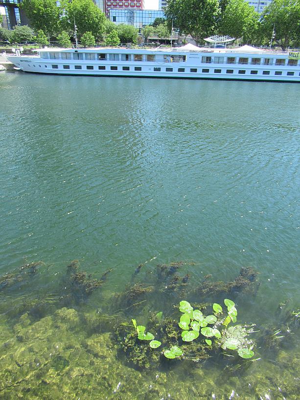 2か月のロックダウンの間にセーヌ河の水が透明になったように見えるのは・・・気のせいでしょうか？