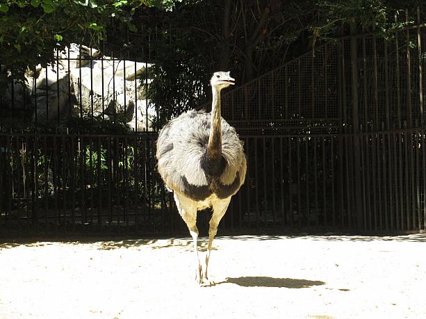 パリ植物園の中にあるメナジュリーに来ています。動物園と野生動物の保護を兼ねた施設。色んな動物が生息しています。