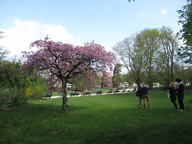 桜の花はフランス人も大好きです。桜をバックに写真を撮る人たちもいました。