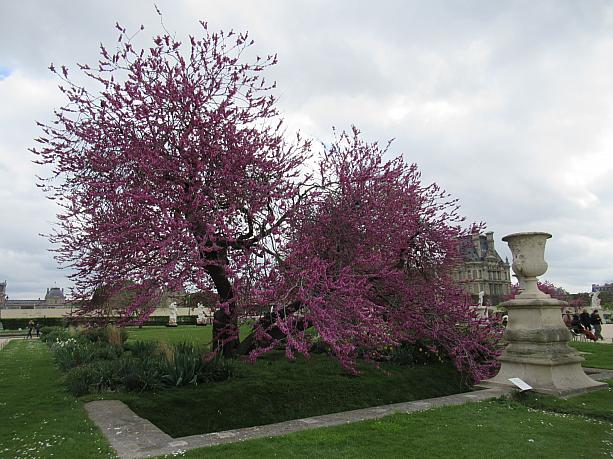 こちらは枝垂桜のような木ですね。