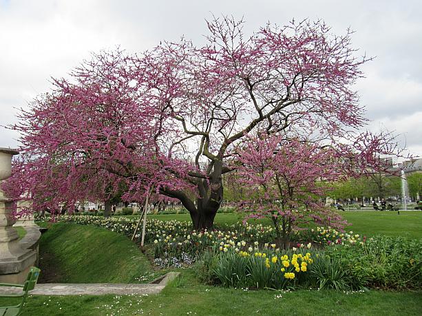 芝生の花と一緒にフランスの桜も開花しています。