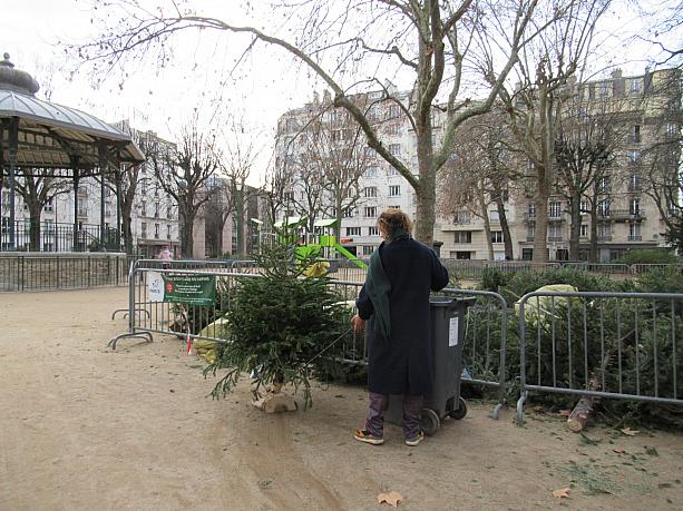 写真を撮っている間にもツリーを持ち込む人がいました。使った後はリサイクル。そんなクリスマス後のツリーについてお届けしました。