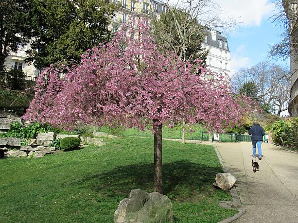 ここにも桜を発見。五分咲きぐらいでしょうか。濃い色が鮮やか！