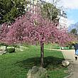 ここにも桜を発見。五分咲きぐらいでしょうか。濃い色が鮮やか！