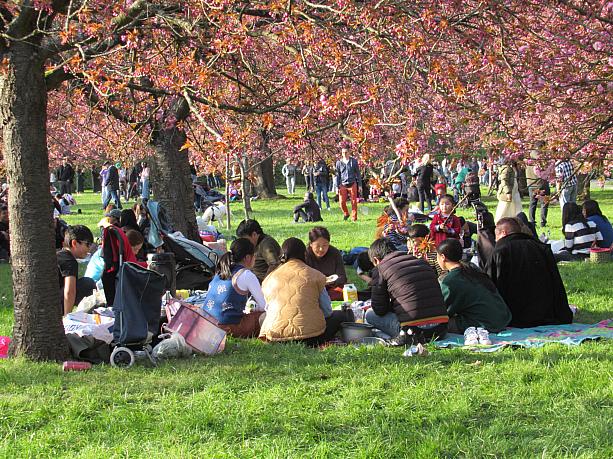 アジアの人には特に人気。桜の下でピクニックができるのは最高ですね！