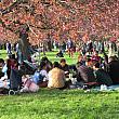 アジアの人には特に人気。桜の下でピクニックができるのは最高ですね！