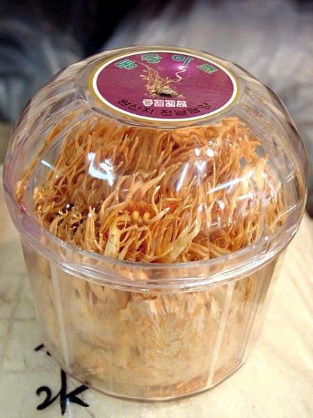 冬蟲夏草(ドンチョンハチョ・vegetable worms) ： 70,000ウォン 
