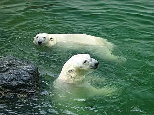 シロクマ（북극곰−ブックゴム）