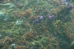珊瑚や海草などが岩肌に見えてきます。
