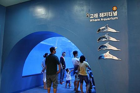 海底トンネルのような水族館。イルカが３匹泳いでいる姿は最高！