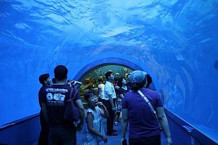 海底トンネルのような水族館。イルカが３匹泳いでいる姿は最高！