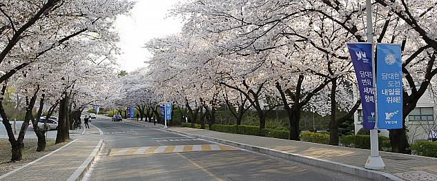 学校は桜の名所とも言われ、春には満開の桜が楽しめます！
