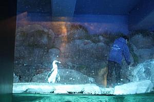ペンギンの餌付けショー！ガラスにくっつきながら、肩車をしてもらいながら見ていました。