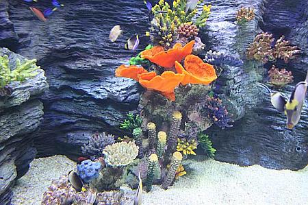 珊瑚礁ガーデン