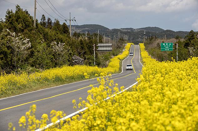 緑山路菜の花道　©韓国観光公社