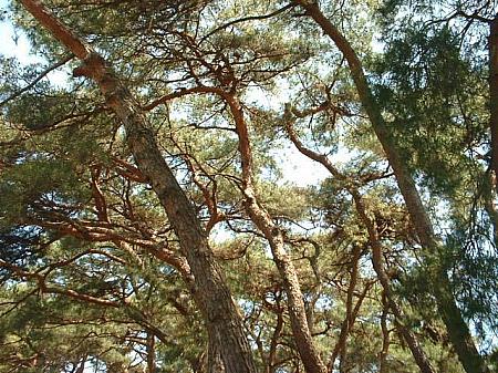 陵松と呼ばれていて、周囲には必ず松の木立があります。