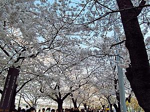 ソウルでお花見したい！ソウルの桜スポット、ベスト７＋春の花スポット！ ソウルの花 ソウルの春の花 韓国の春の花 ソウルで花見 韓国で花見 韓国の桜 ソウルの桜 ソウルのケナリ ソウルのチンダルレ ソウルのアブラナ ソウルの春の花の通り 韓国の春の花の通り 桜の名所 お花見 ソウルでお花見 サクラさくら