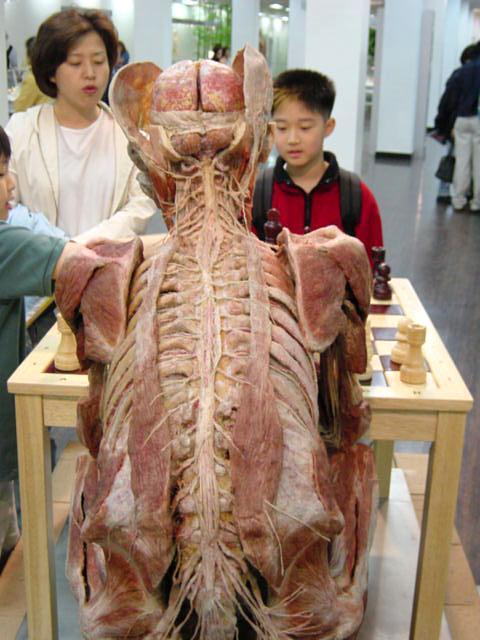 Real Body 人体の神秘 展 ２００２年 ソウルナビ