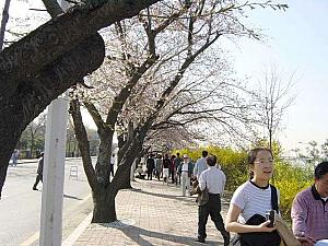 写真で見る汝矣島の桜～２００２年編！