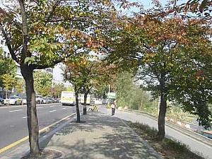 写真で見る秋深まるソウル！【２００２年】