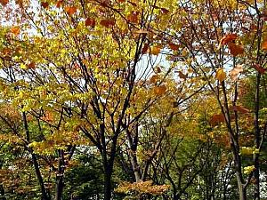 写真で見る秋深まるソウル！【２００２年】