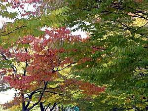 写真で見る秋深まるソウル！【２００２年】