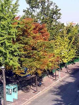 写真で見る秋深まるソウル！【２００２年】