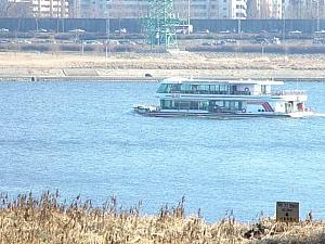 漢江（ハンガン）に野生カモがやってきた？