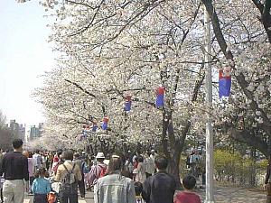 写真で見るソウルの桜～２００３年編！