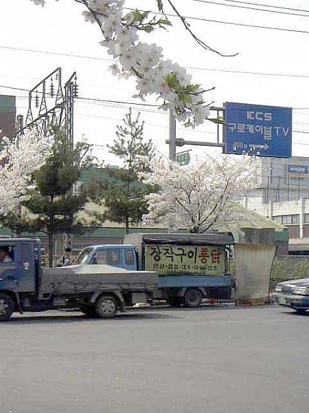 写真で見るソウルの桜～２００３年編！
