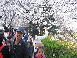写真で見る汝矣島の桜～２００４年編！