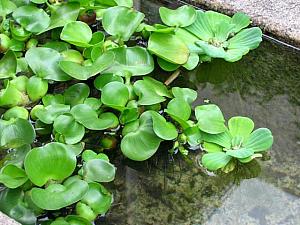 夏の仁寺洞を歩いてみよう！～２００４年６月編