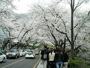 写真で見るソウルの桜～２００５年編！