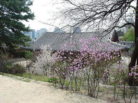 写真で見るソウルの桜～２００５年編！