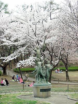 写真で見るソウルの桜～２００６年編！