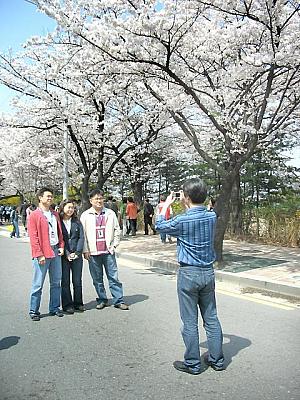 写真で見るソウルの桜～２００６年編！