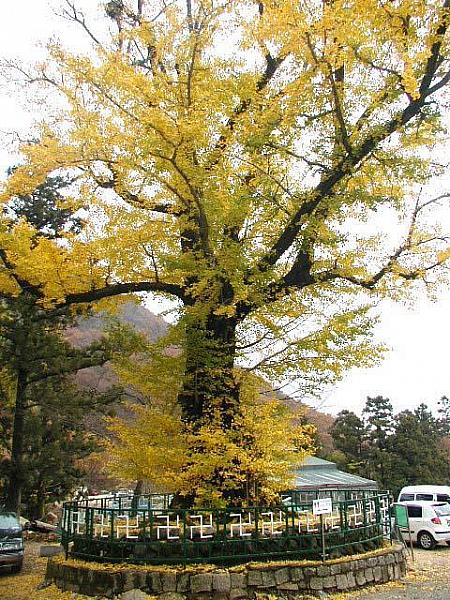 樹齢580年というイチョウの木。大きさも然ることながら、キレイに化粧された黄色い色が印象的でしたよ！ 
